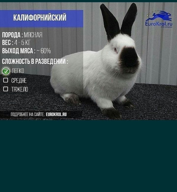 Quyon kaliforniya bollari sogʻlom ishonchi va arzon