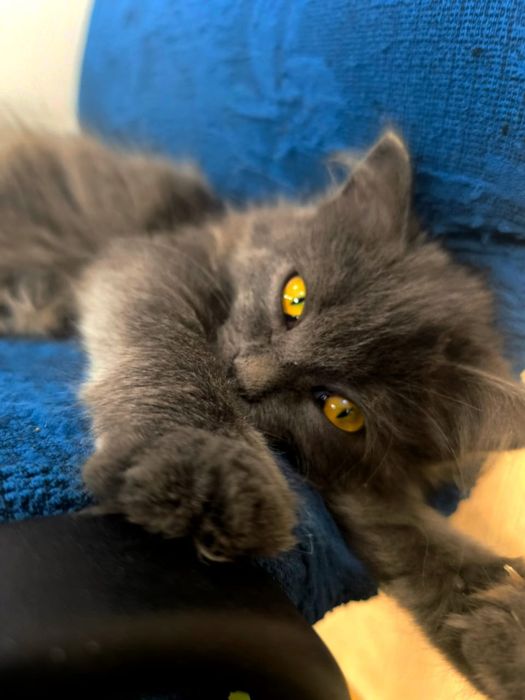 Кошечку отдам в добрые руки.