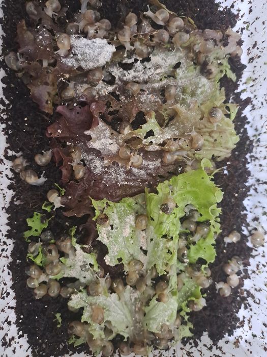 Улитка болалари (кладкаси)