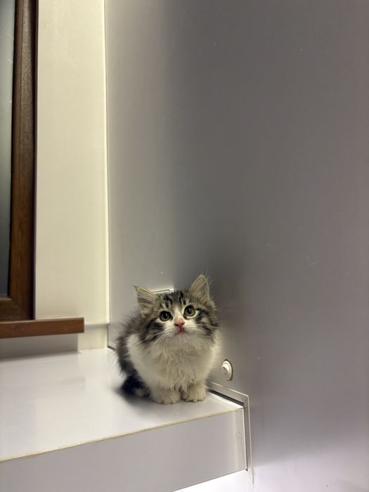 Отдаем котят в хорошие и добрые руки