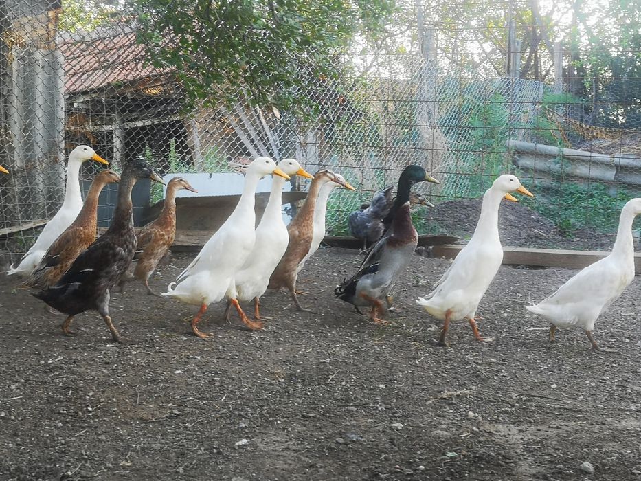 Rate indiene alergătoare