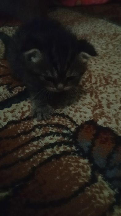 пародистые котята британский веслаух Zotli mushuklar sotiladi
