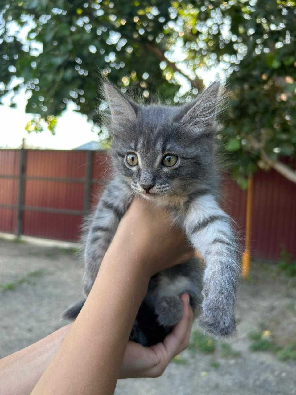 Котёнок девочка 5 месецов