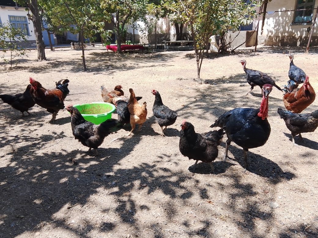 Tovuqlar sotiladi 2+10 soğlom tovuqlar