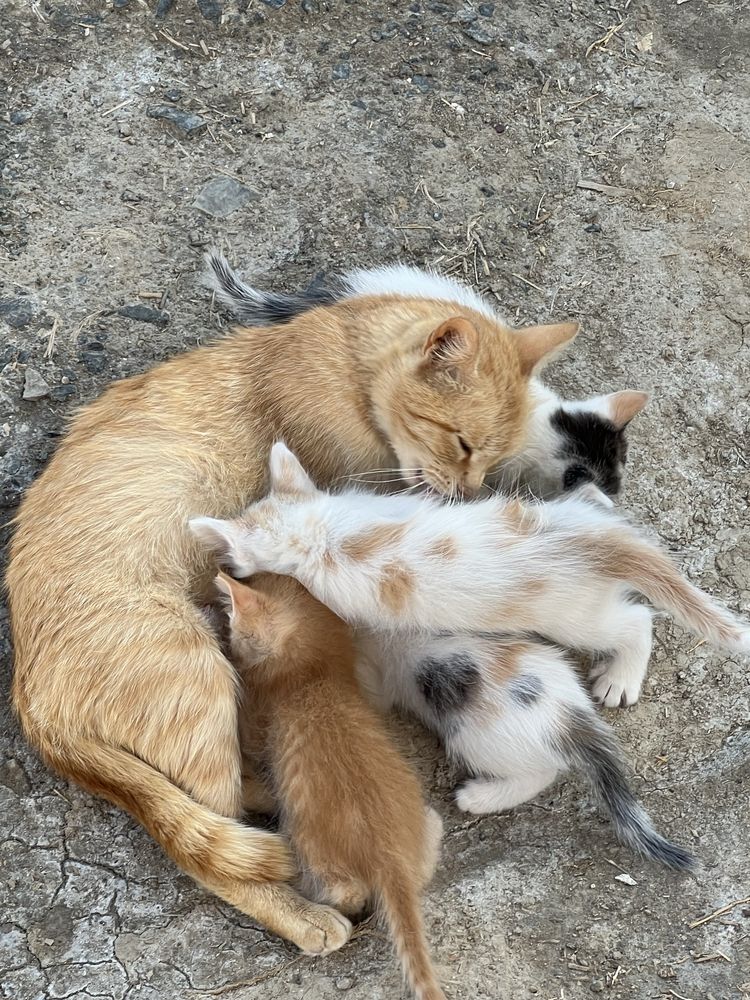 Котята в добрые руки