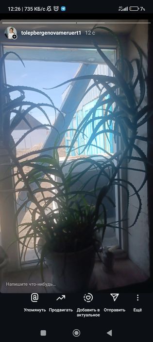 Продам алое 7 летний