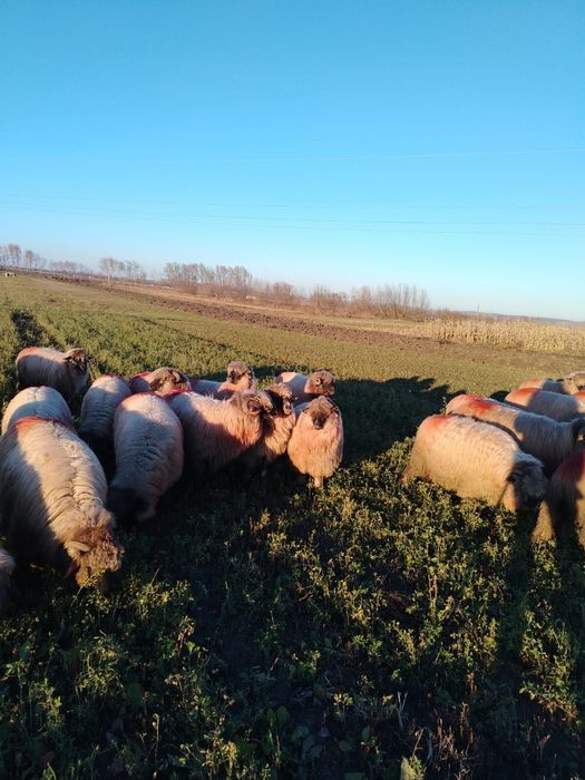 Disponibile oi bucălai