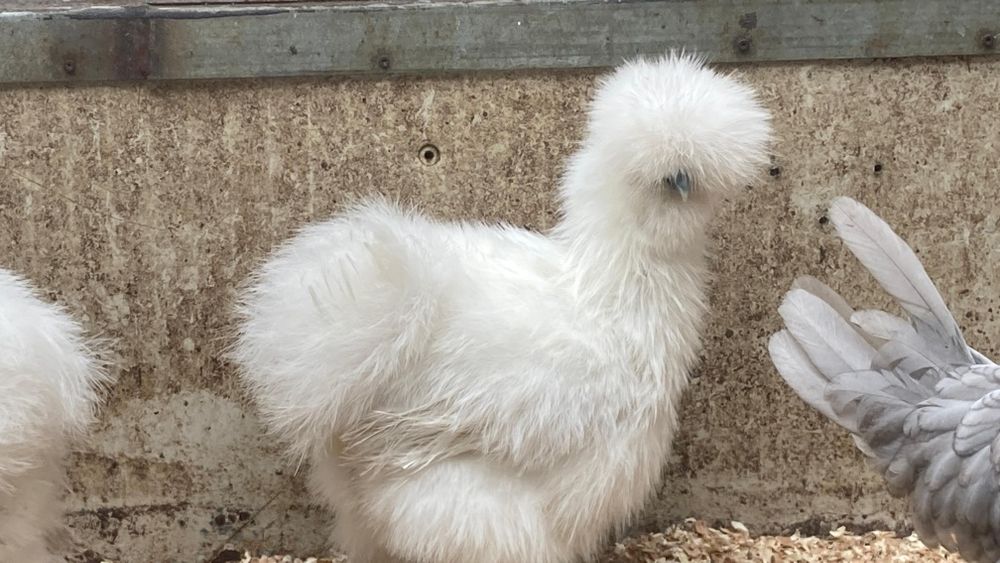 Oua incubatie păsări de Rasă