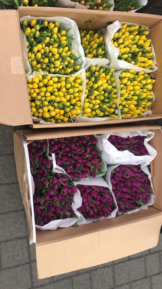 Голландские тюльпаны оптом и в розницу.,
