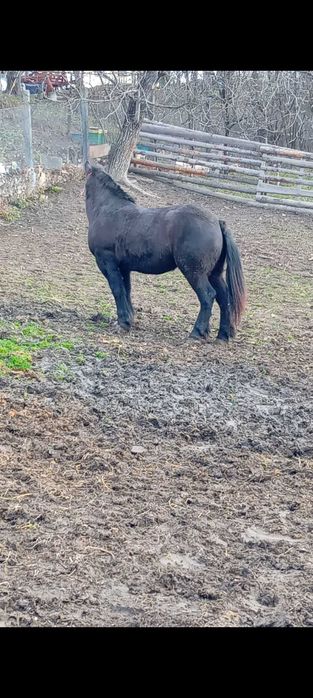 Vând mânză de 2 ani!