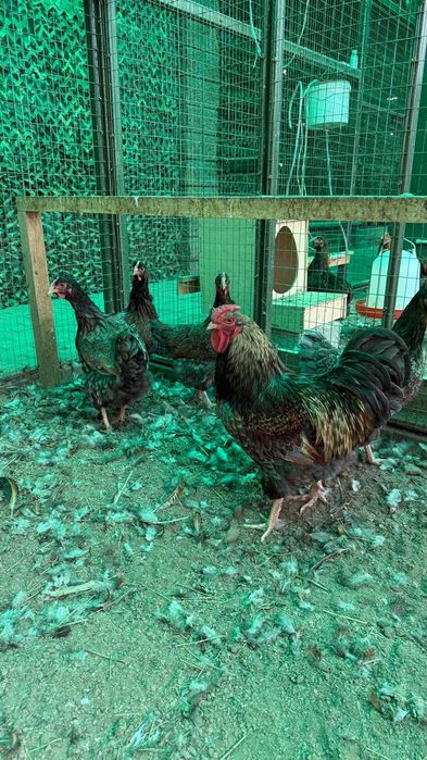 Продам семью виандот голубое золото