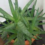 Donez Planta aloe vera 4 bucati