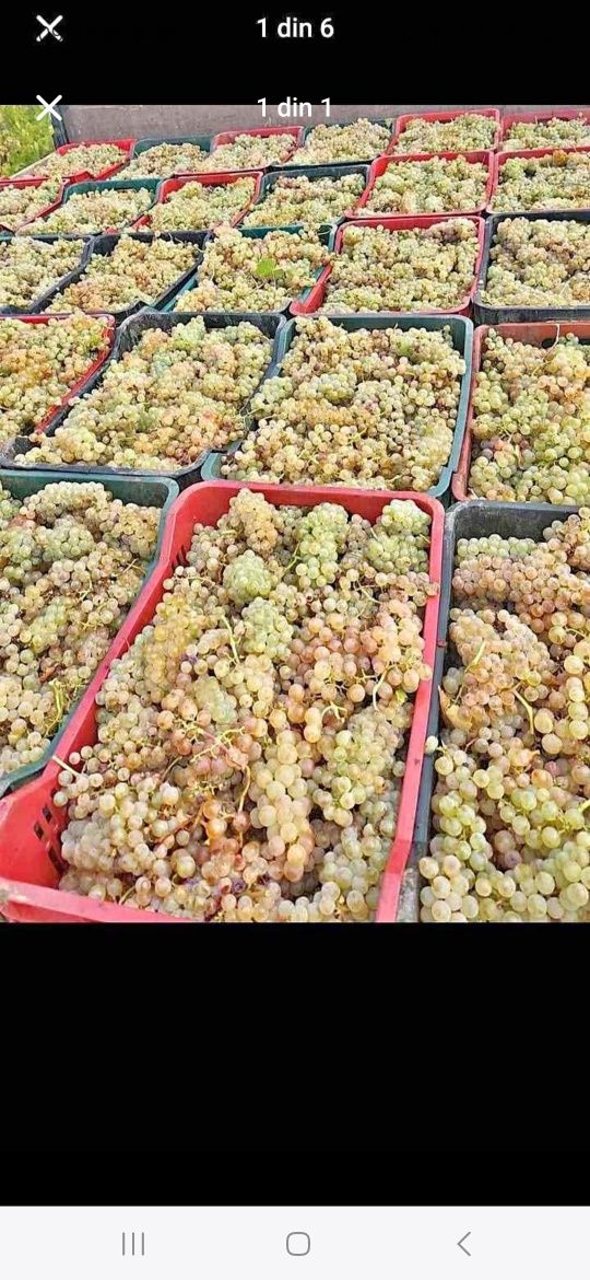 Vând struguri se vin