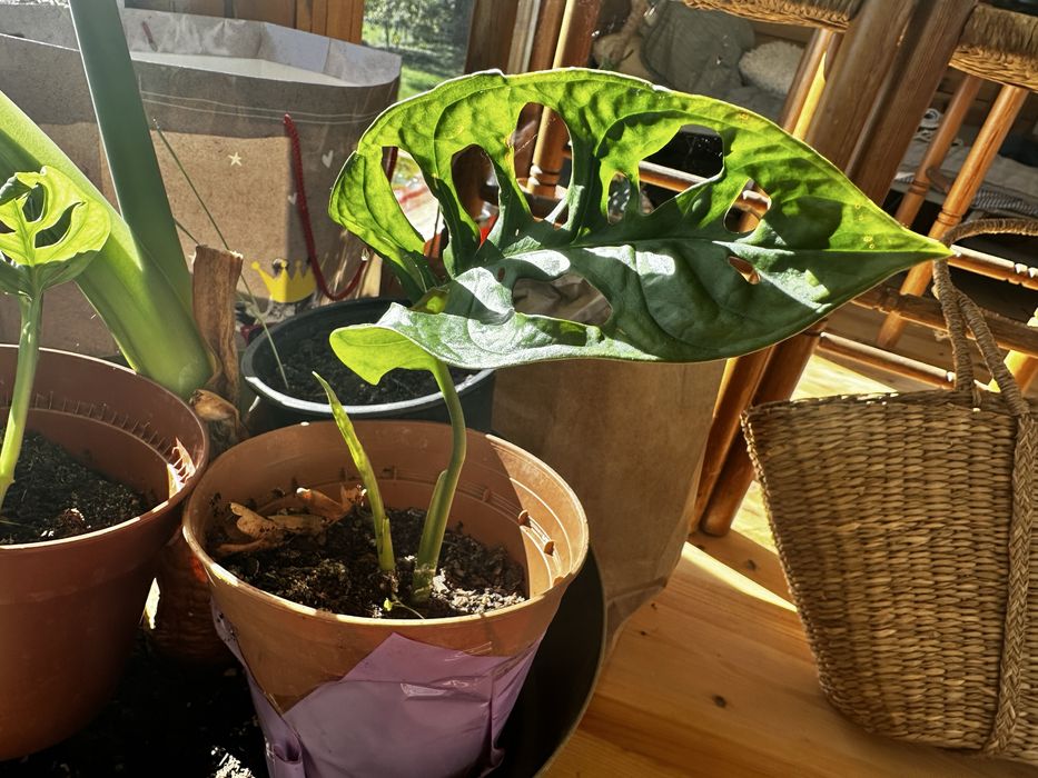 Монстера Адасони