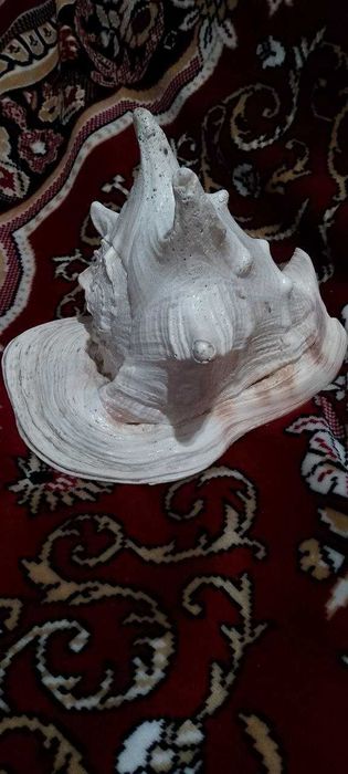 Большая морская ракушка