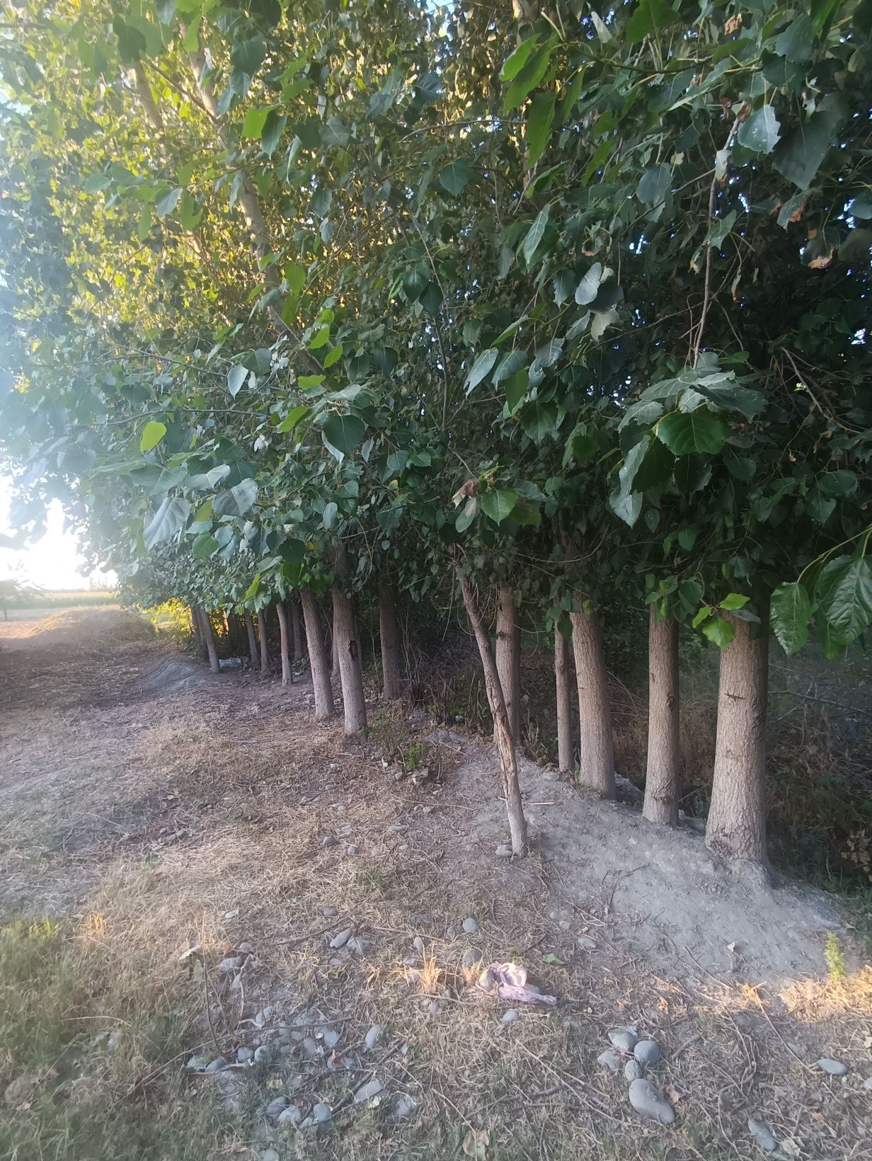 Terak daraxtlari