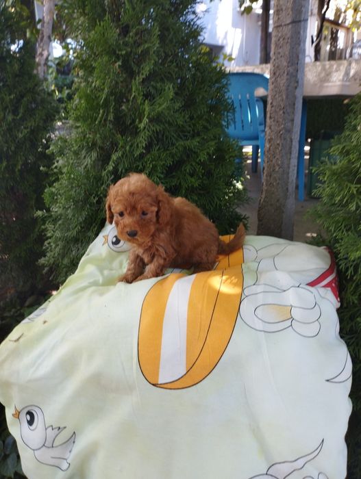 Той Пудел/Poodle Toy.