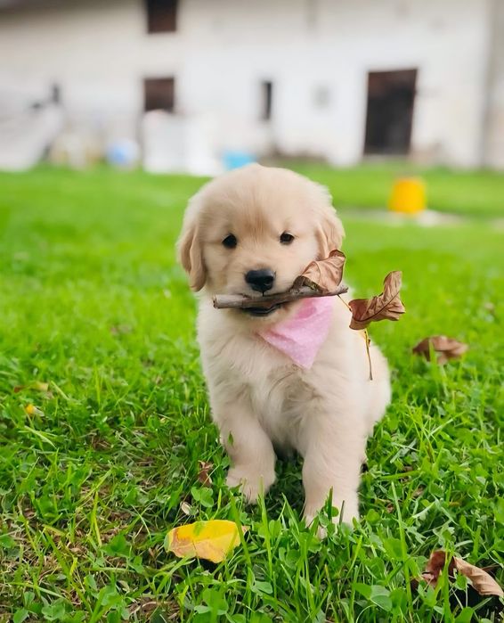 Vand fetita Golden Retriever, rasa pura!