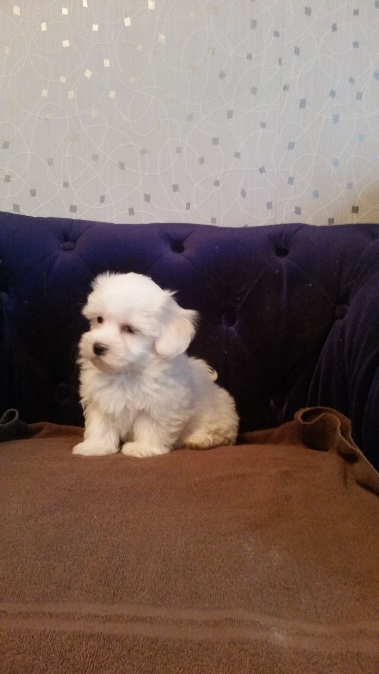 Vand Bichon Maltez