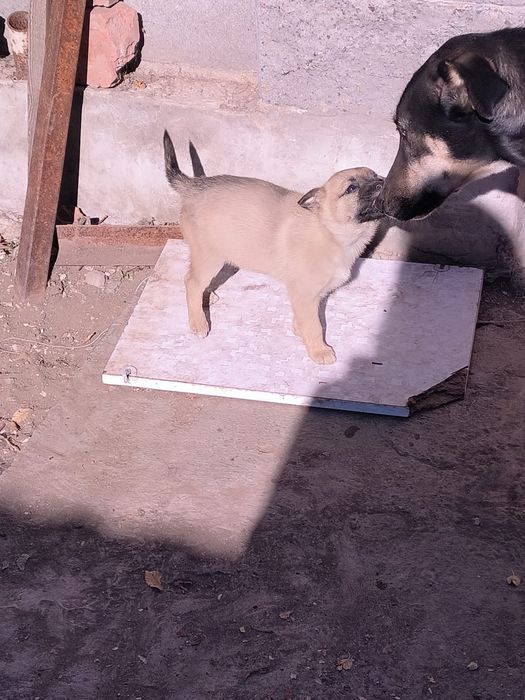 Отдам в хорошие руки щенков
