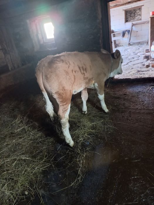 Vând vitica de 2 luni