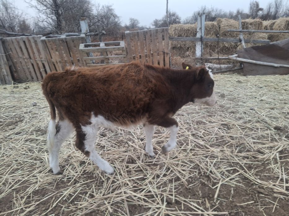 1 жасар еркек баспақ