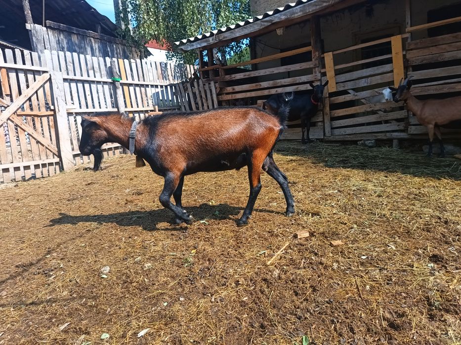 Tap alpin pt monta