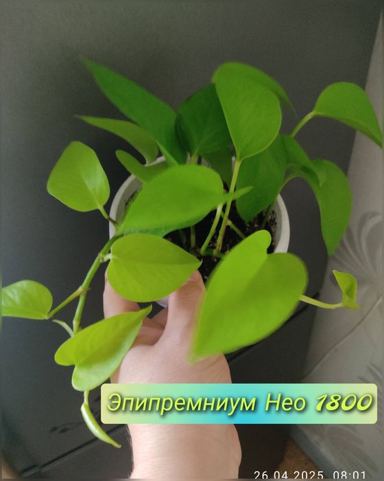 Домашние цветы, разные