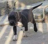 Pui American Bully