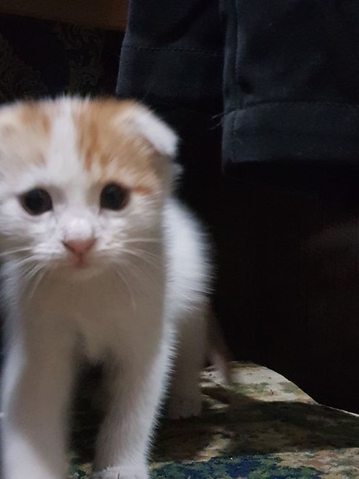 Mushukcha Scottish Fold Hadyaga beriladi