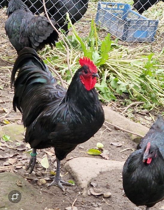 Cocoși Australop negru