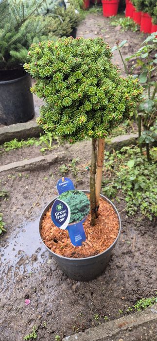 Сребрист смърч, Фотиния, лавровишна, кипарис, лейланд, туя, нандина