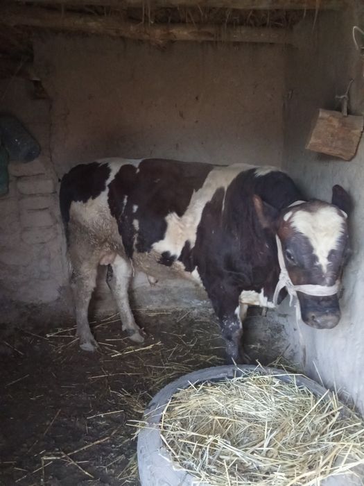 Yeb ichishiga garantiya