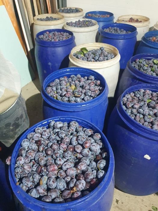 Vând prune pentru țuică