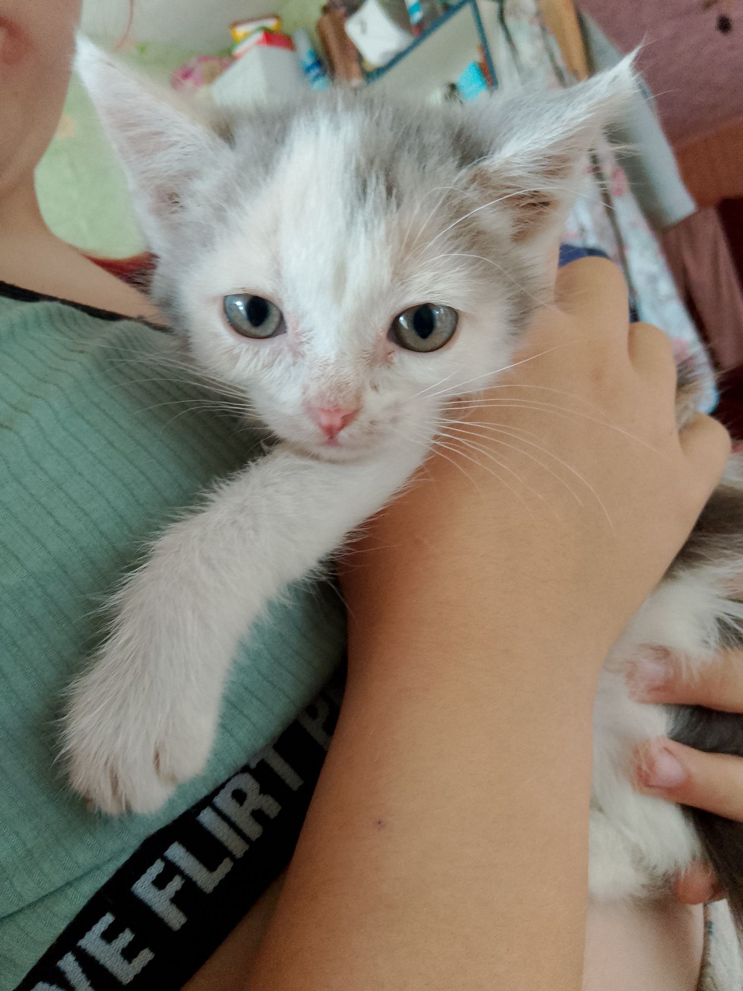 Котята в добрые руки!