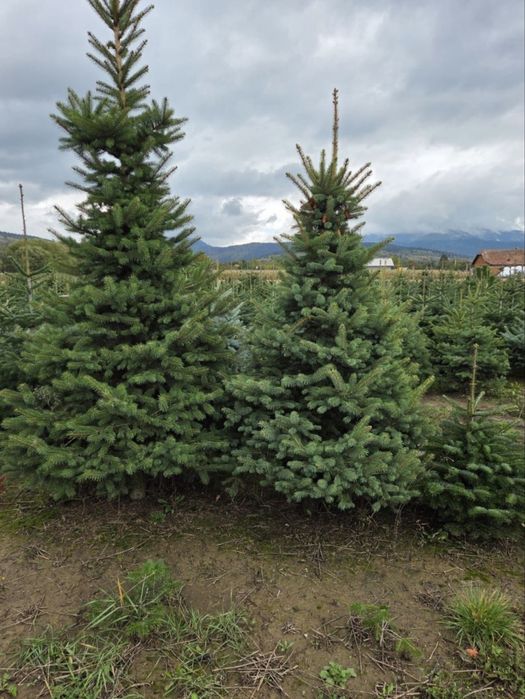 Vand brazi de craciun