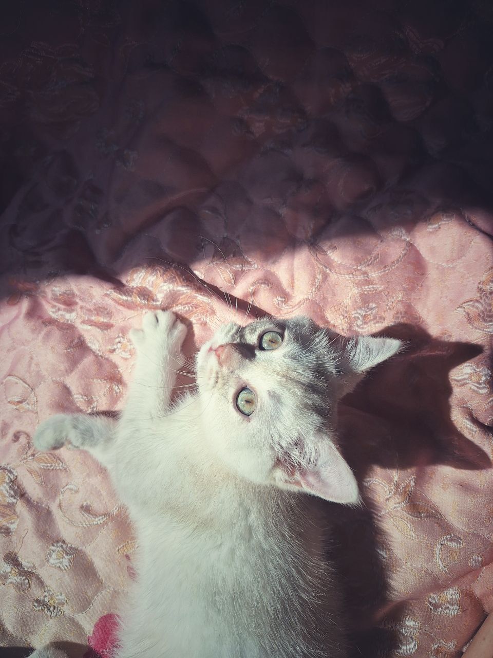 Британский котенок мальчик 2 месяца
