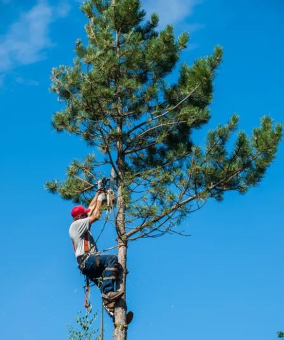 Спил деревьев обрезка деревьев ағаш кесеміз құлатамыз