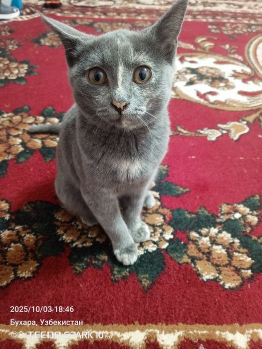 Дамашняя кошка прирученная маленкая