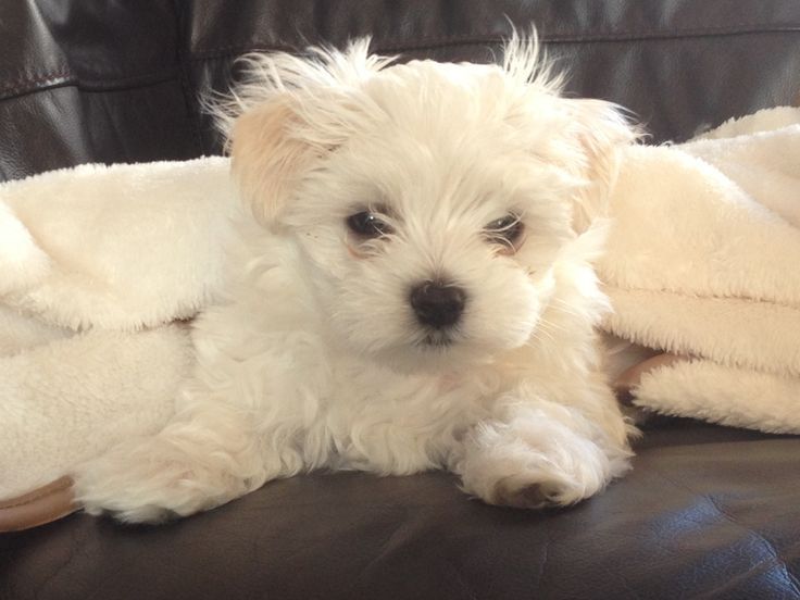 Bichon maltez mini toy