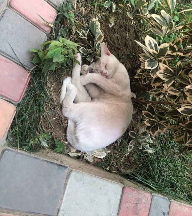 В хорошие руки турецкая онгора бесплатно