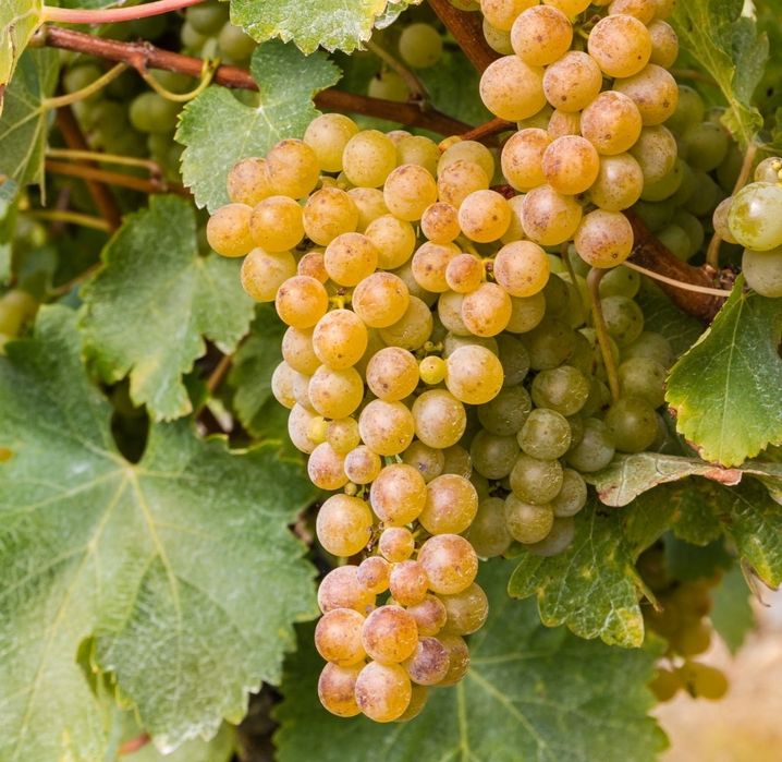 Must de vânzare sauvignon blanc!