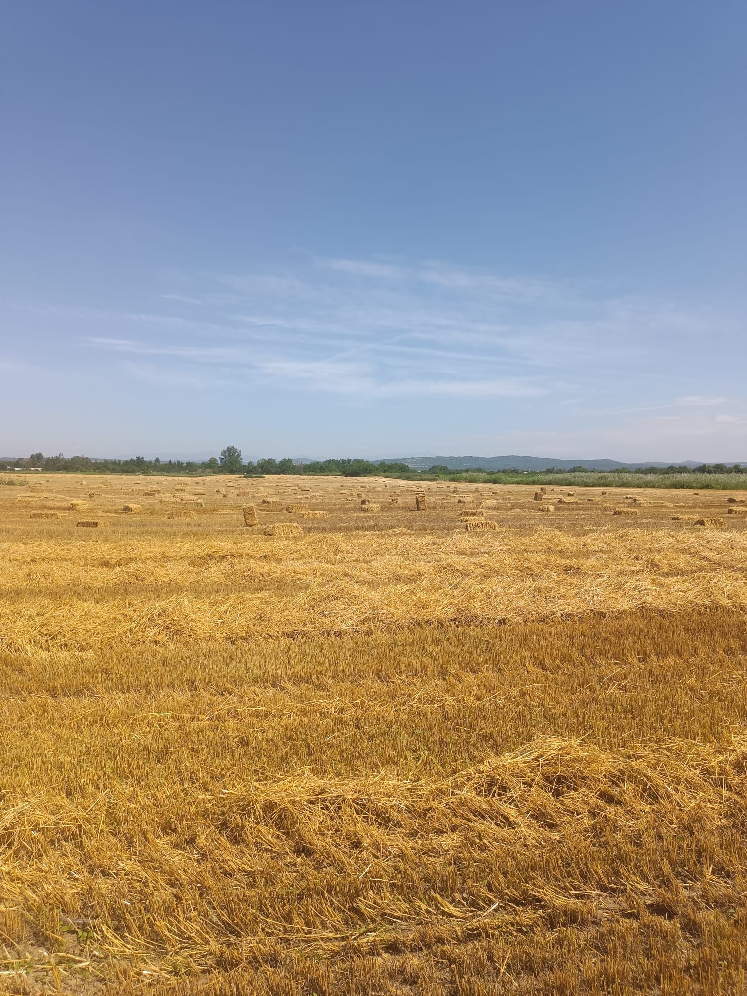 Baloți de vanzare