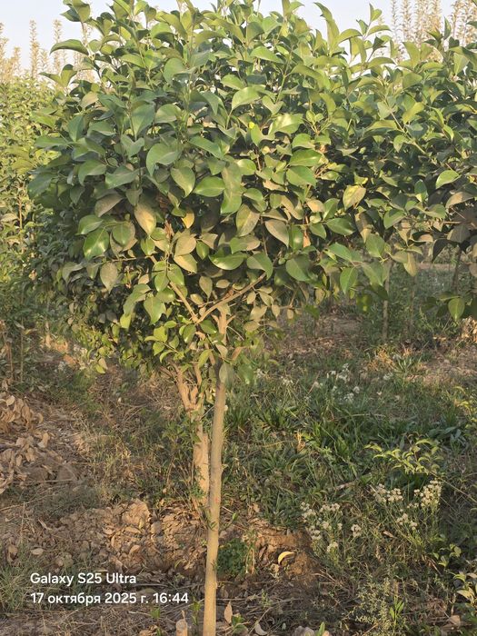 Чинор дарахт сотилади тошкент назарбекда