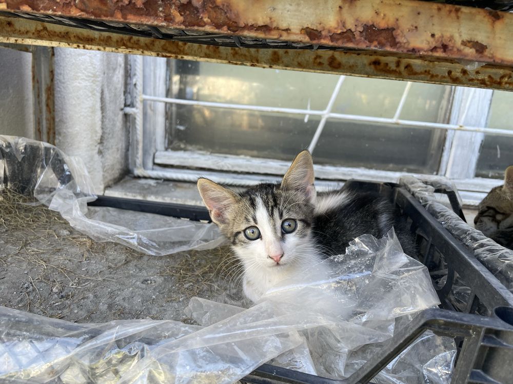 Подарявам котенца