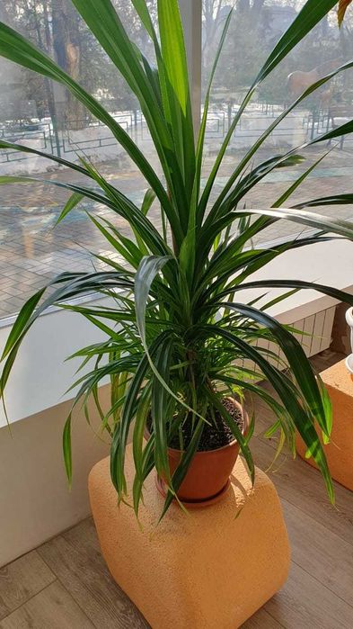 Шикарный цветок Панданус