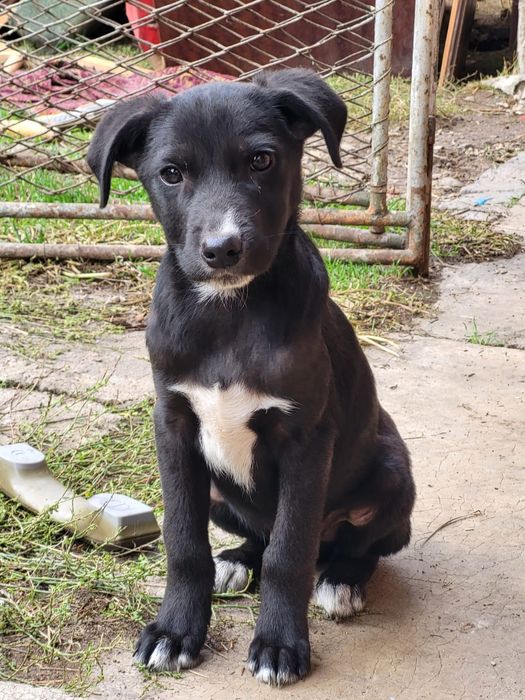 Catei pt adoptie responsabila