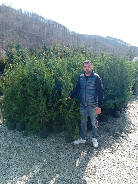 Plante ornamentale aclimatizate