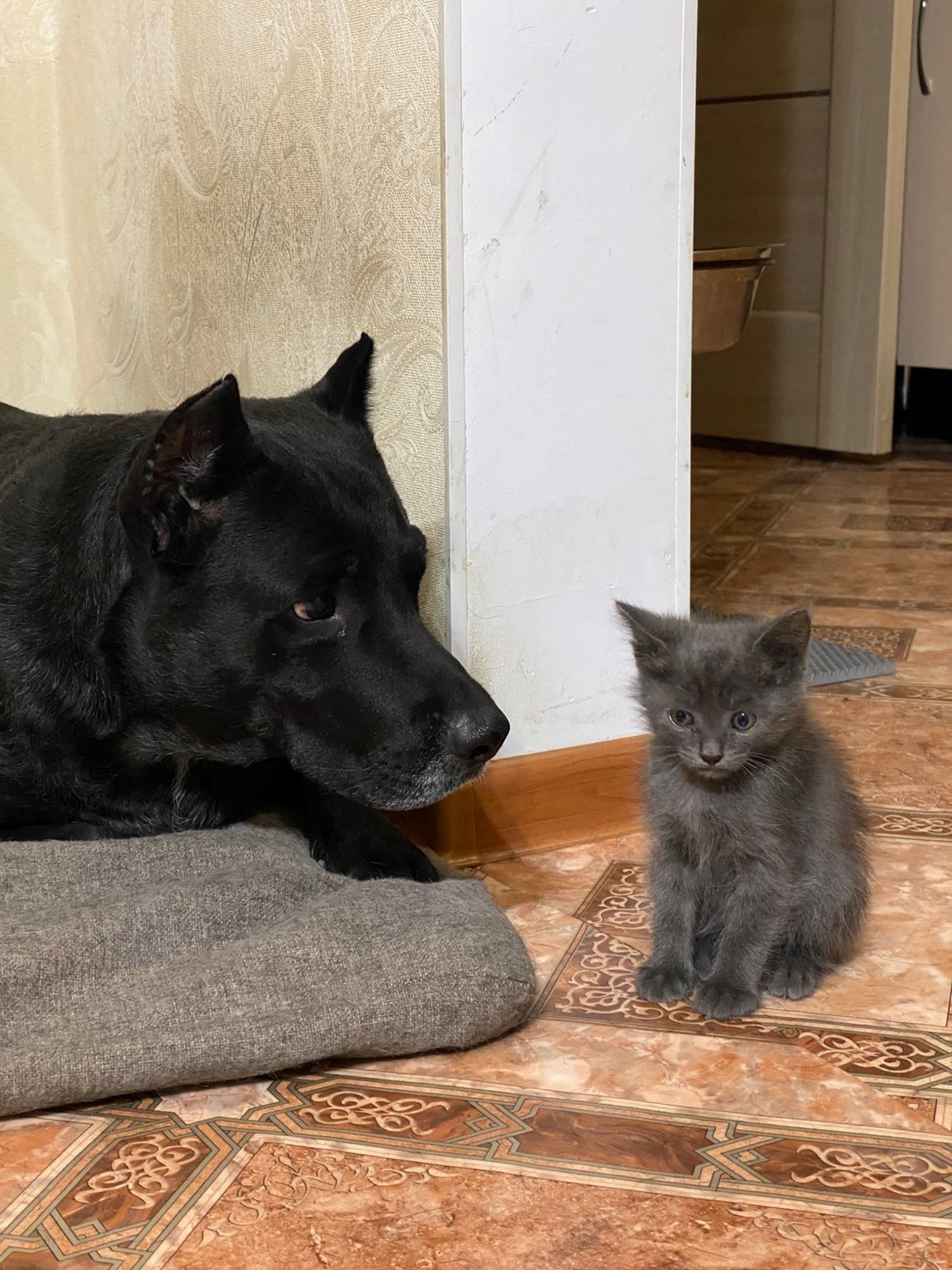 Отдам котят девочка и мальчик