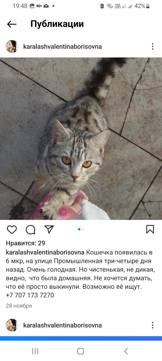 Отдам кота кошку